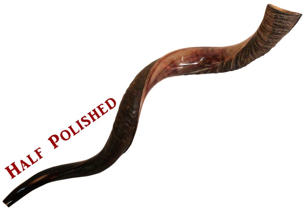 32" - 34" Yemenite Kudu shofar fully polished, half polished or all-natural.